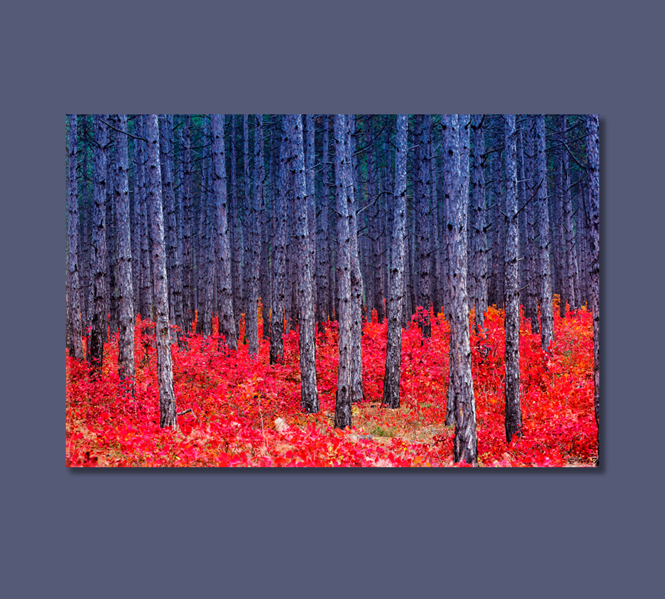 Autumn Birch Forest Canvas Print-Canvas Print-CetArt-1 Panel-24x16 inches-CetArt