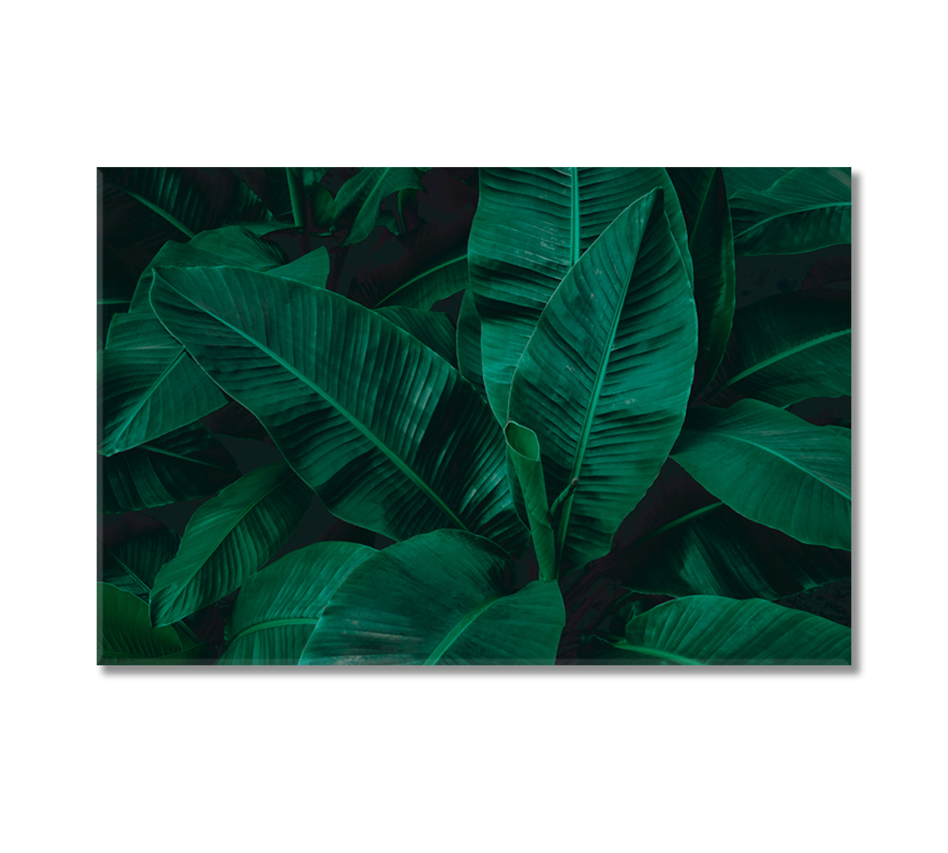 Abstract Tropical Banana Leaf Canvas Print-Canvas Print-CetArt-1 Panel-24x16 inches-CetArt