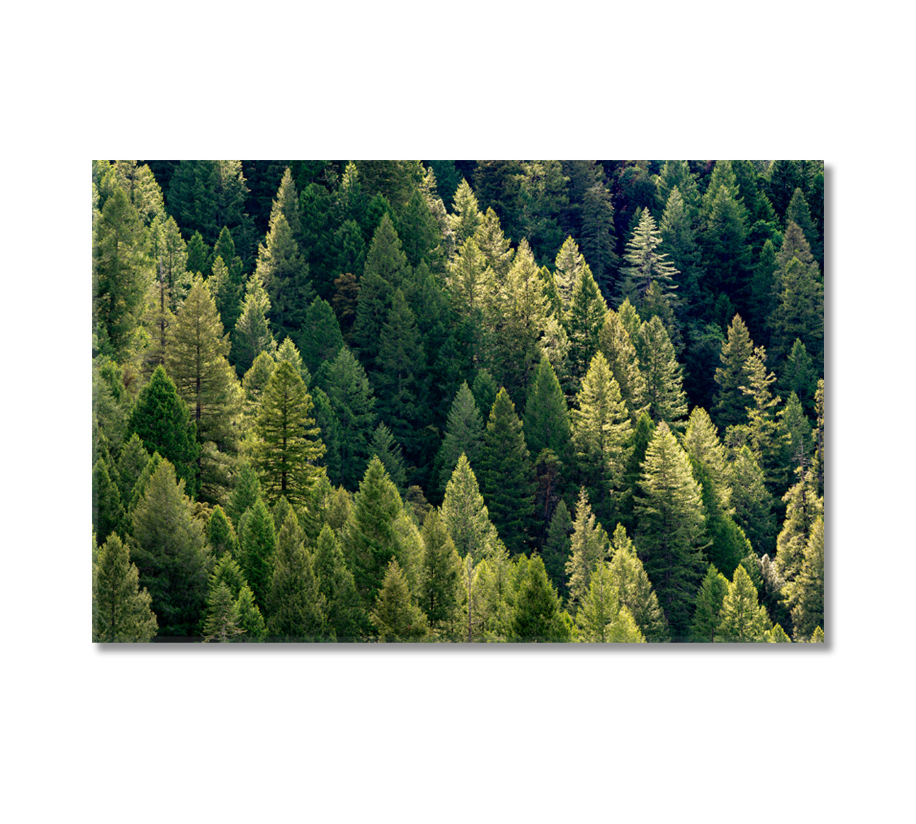 Amazing Dense Forest Canvas Print-Canvas Print-CetArt-1 Panel-24x16 inches-CetArt
