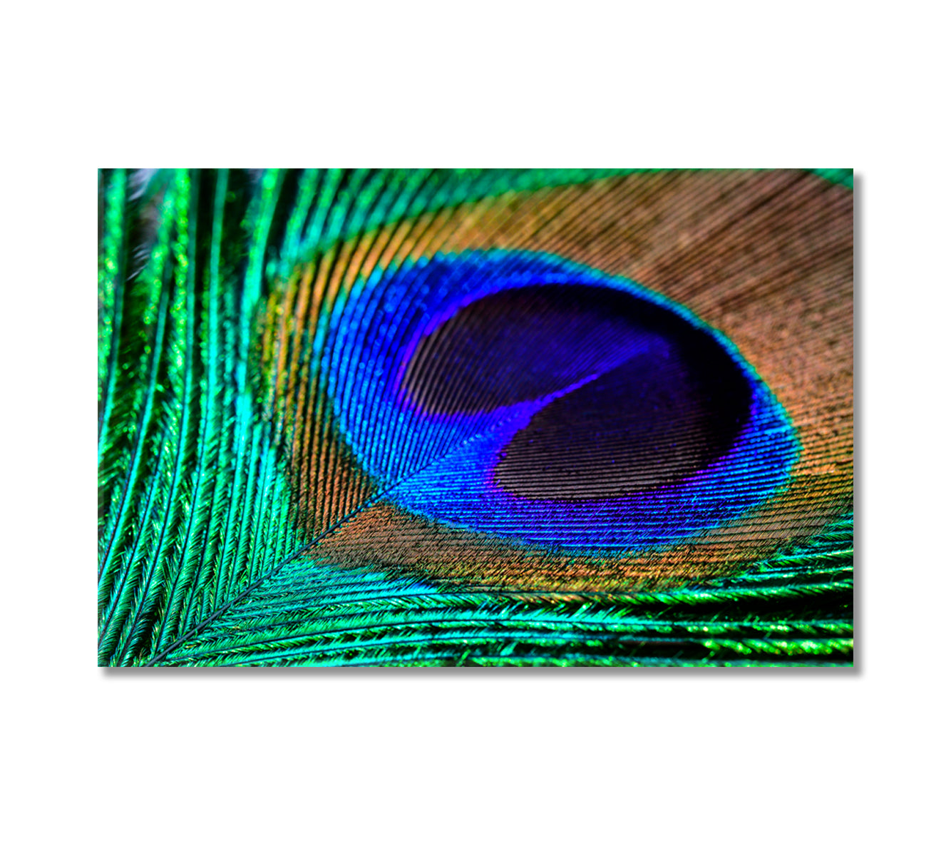 Colorful Peacock Feather Canvas Print-Canvas Print-CetArt-1 Panel-24x16 inches-CetArt