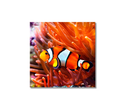 Clownfish in Anemone Canvas Print-Canvas Print-CetArt-1 panel-12x12 inches-CetArt