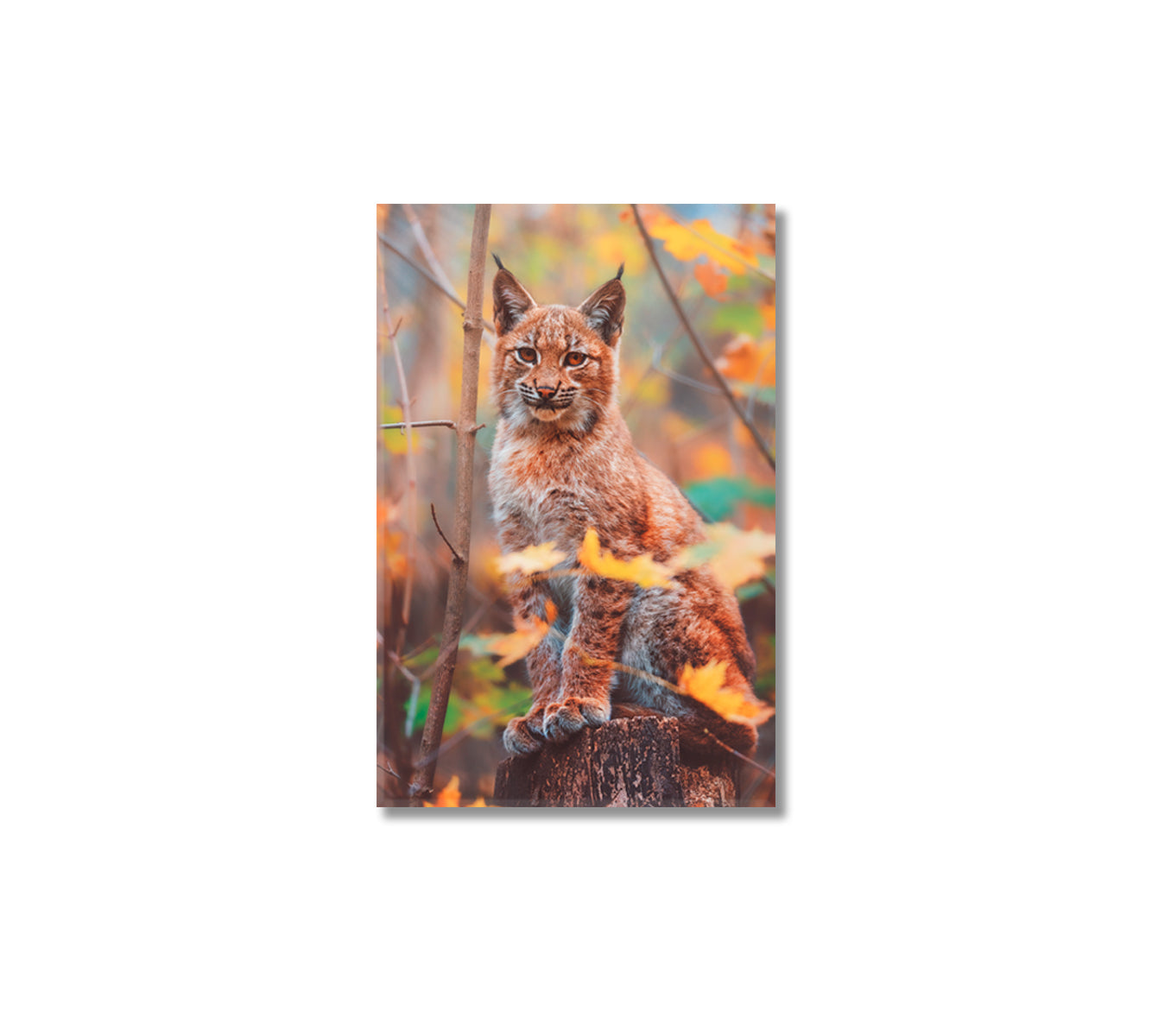 European Lynx Kitten Canvas Print-Canvas Print-CetArt-1 panel-16x24 inches-CetArt