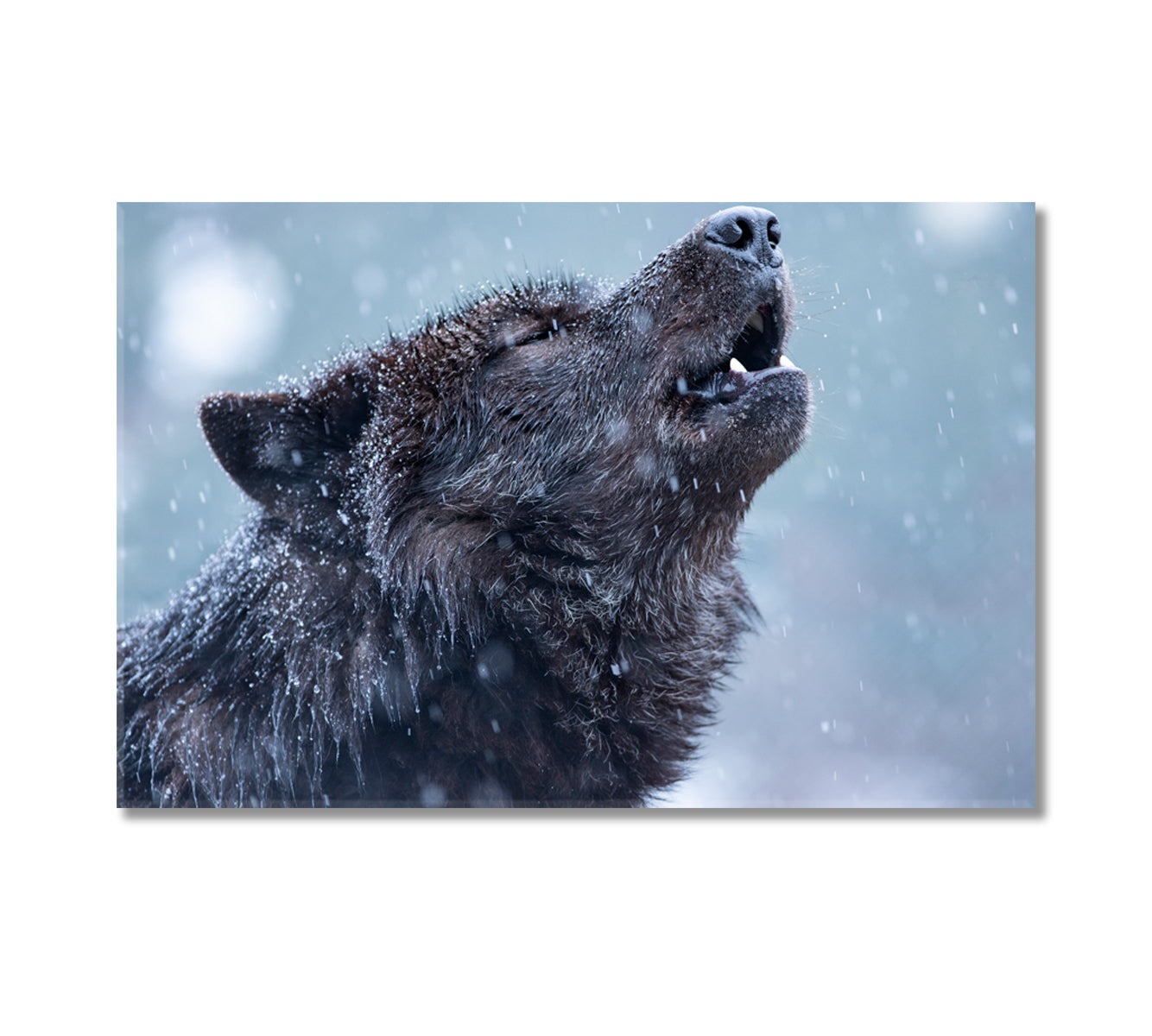 Howling Wolf Canvas Print-Canvas Print-CetArt-1 Panel-24x16 inches-CetArt