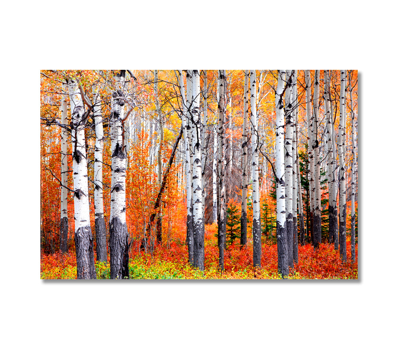 Aspen Trees in Banff National Park in Autumn Canvas Print-Canvas Print-CetArt-1 Panel-24x16 inches-CetArt