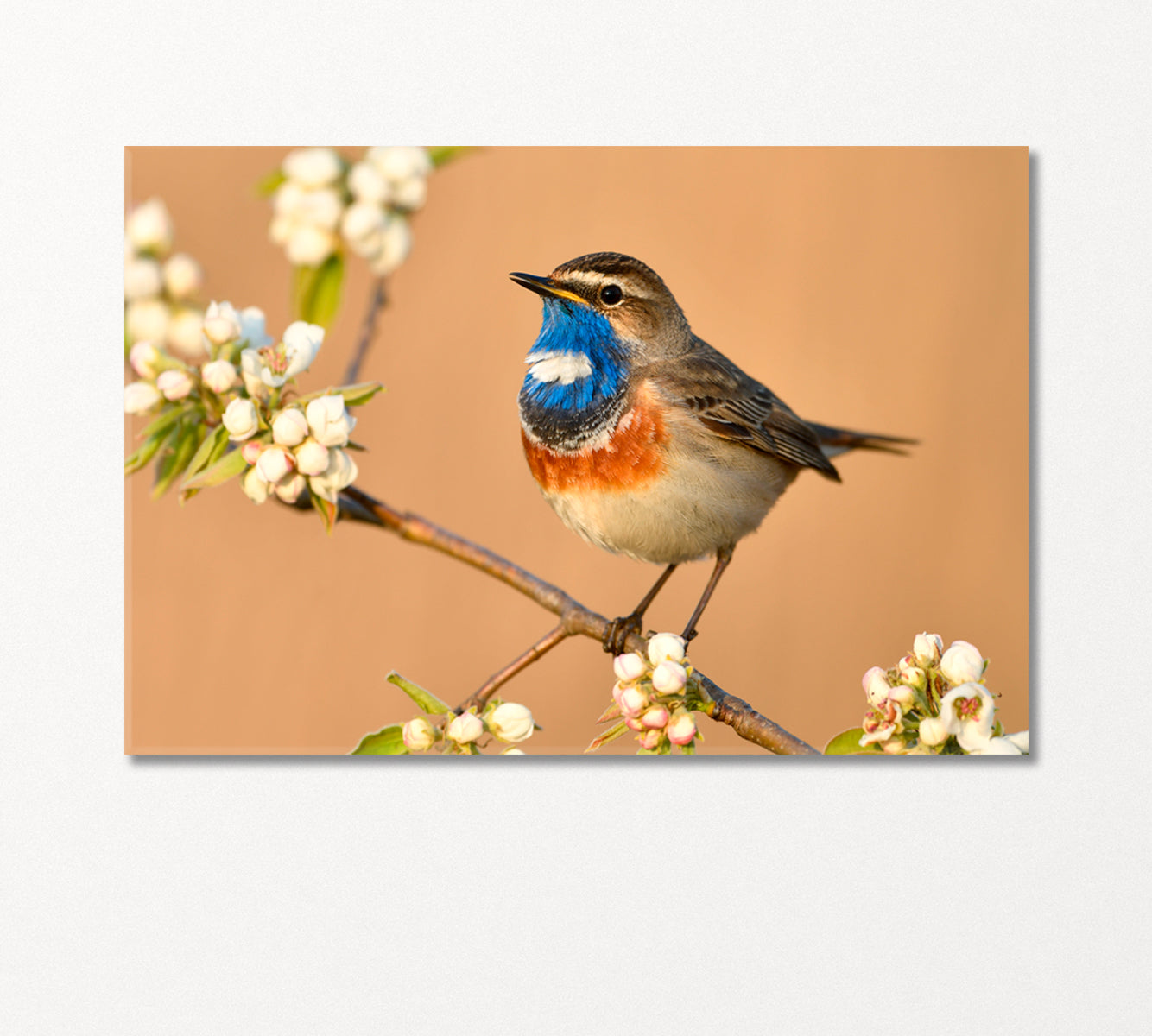 Bluethroat Bird on Cherry Blossom Branch Canvas Print-Canvas Print-CetArt-1 Panel-24x16 inches-CetArt