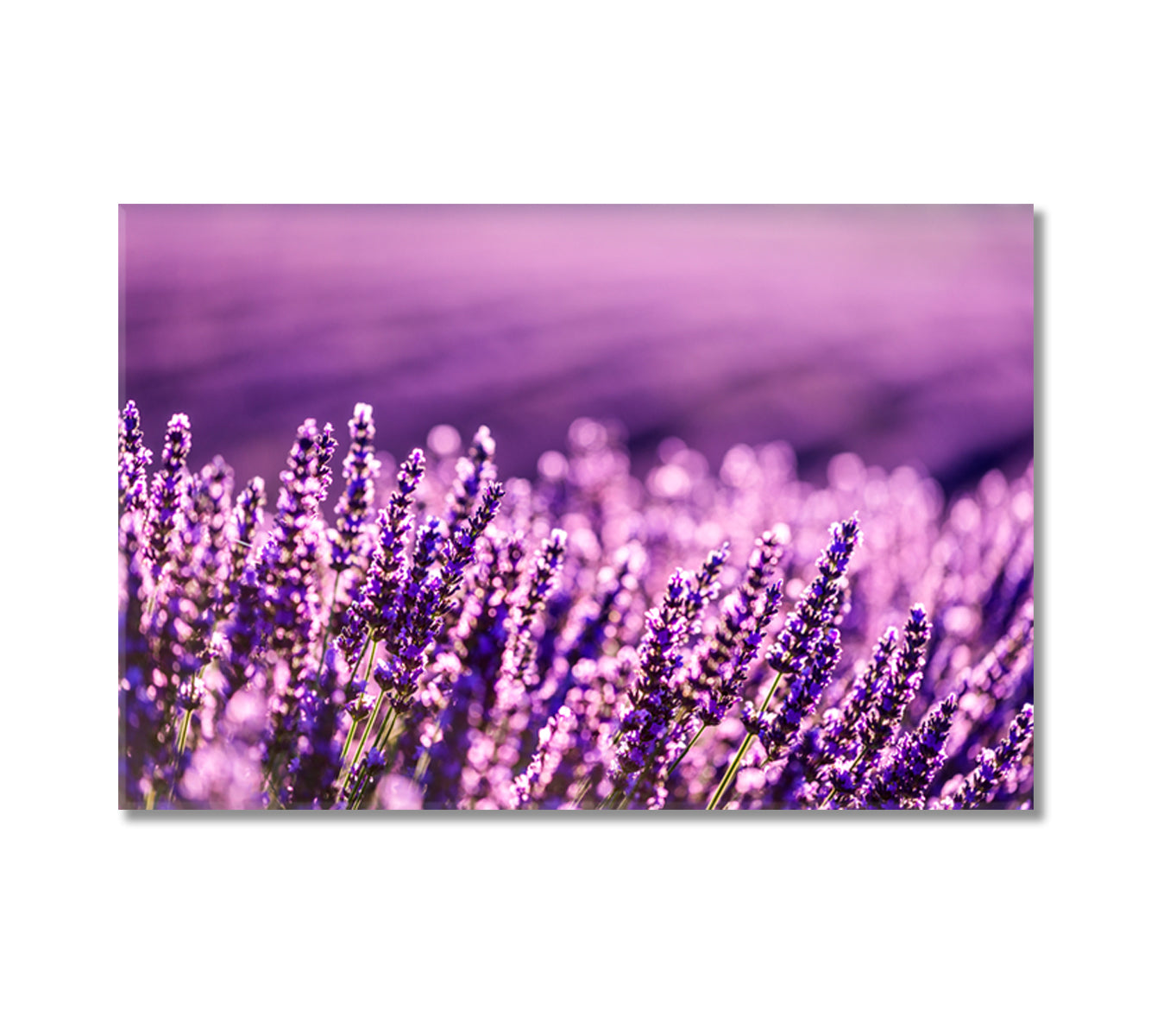 Lavender Field at Summer Provence France Canvas Print-Canvas Print-CetArt-1 Panel-24x16 inches-CetArt