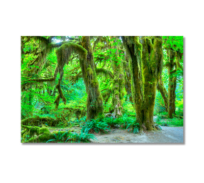 Hoh Rainforest Olympic NP Washington USA Canvas Print-Canvas Print-CetArt-1 Panel-24x16 inches-CetArt