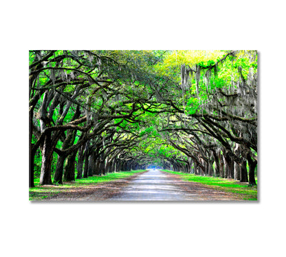 Old Oaks with Moss Along the Road Canvas Print-Canvas Print-CetArt-1 Panel-24x16 inches-CetArt