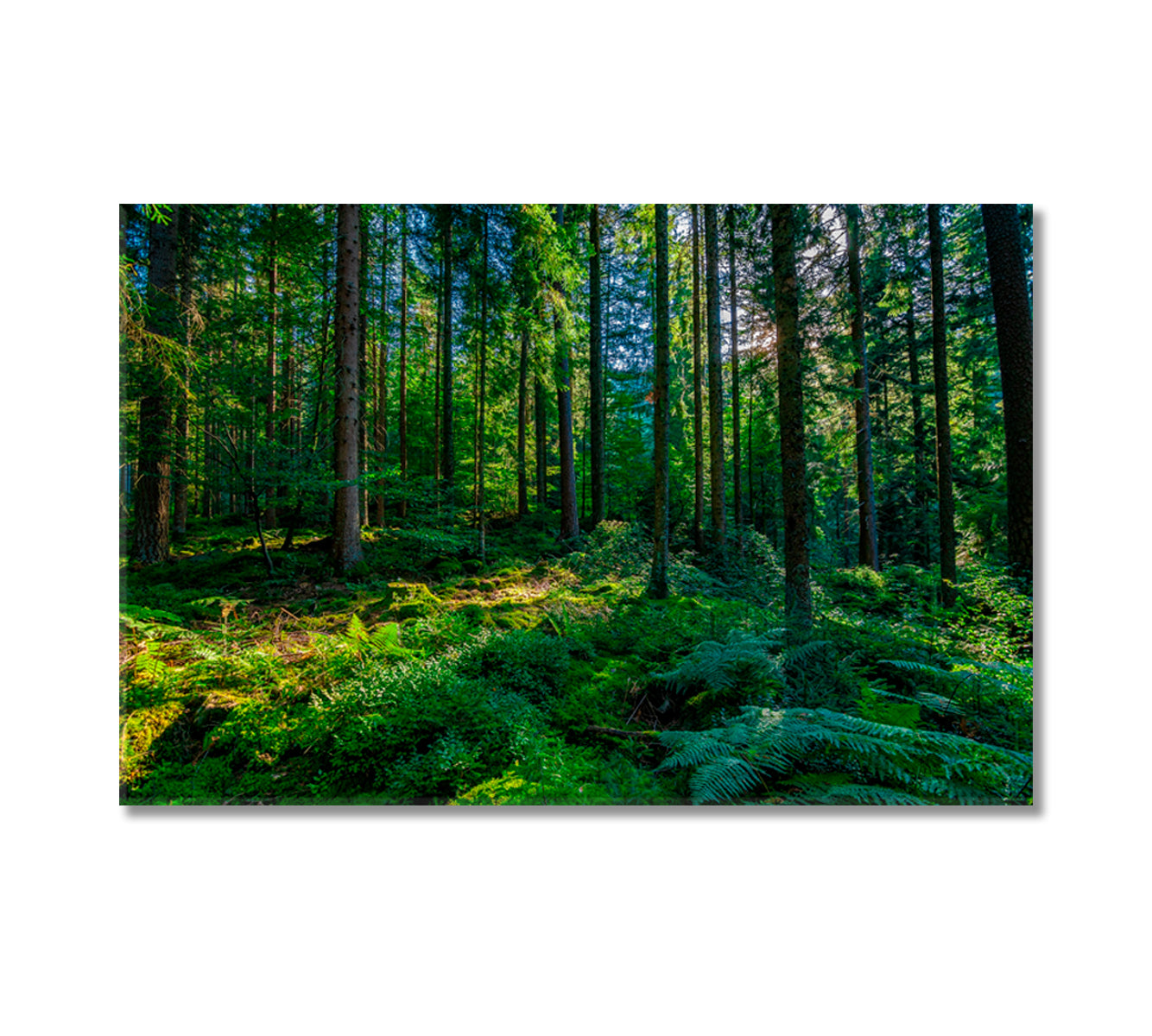 Green Black Forest Schwarzwald Germany Canvas Print-Canvas Print-CetArt-1 Panel-24x16 inches-CetArt