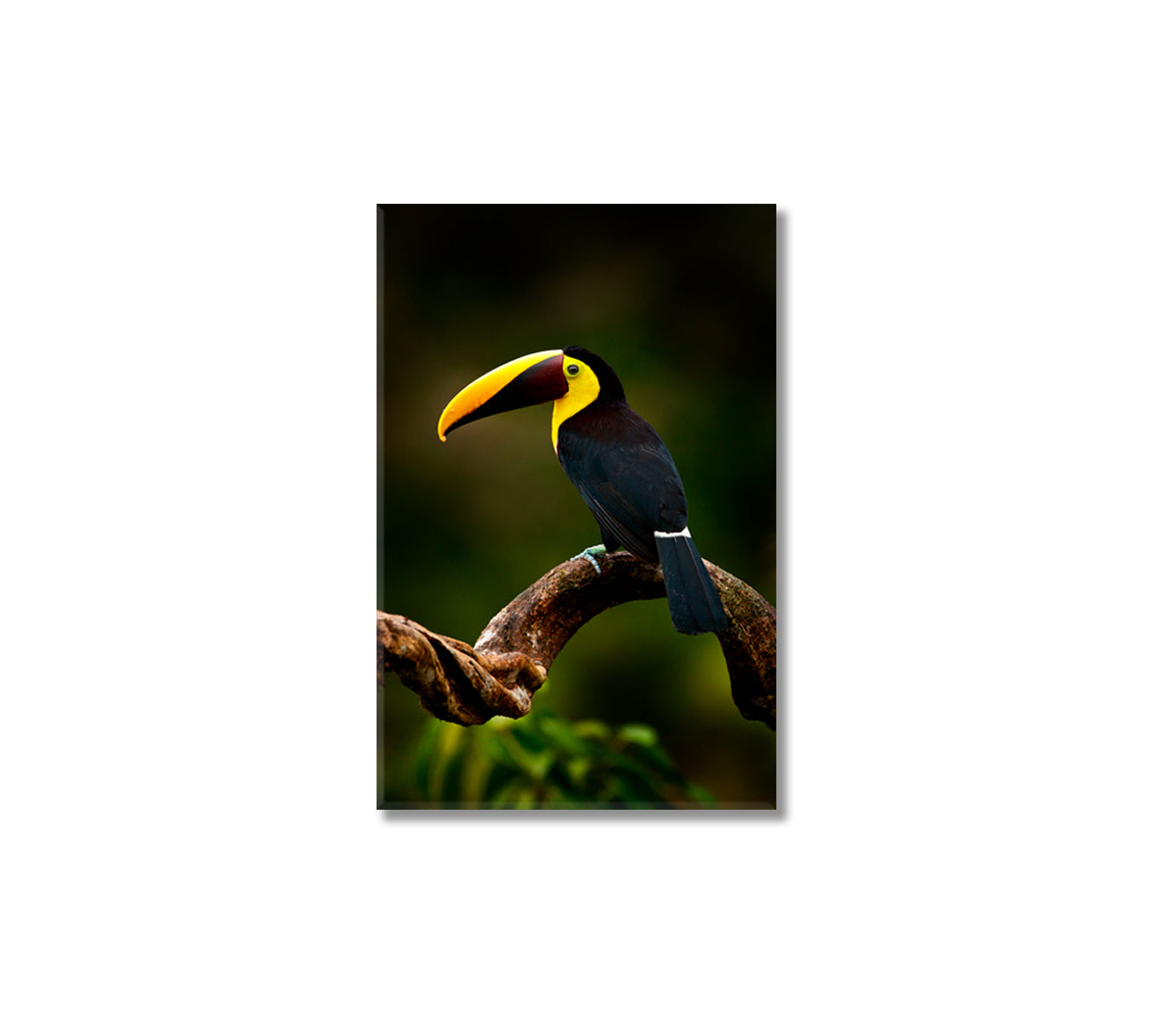 Yellow Throated Toucan Canvas Print-Canvas Print-CetArt-1 panel-16x24 inches-CetArt