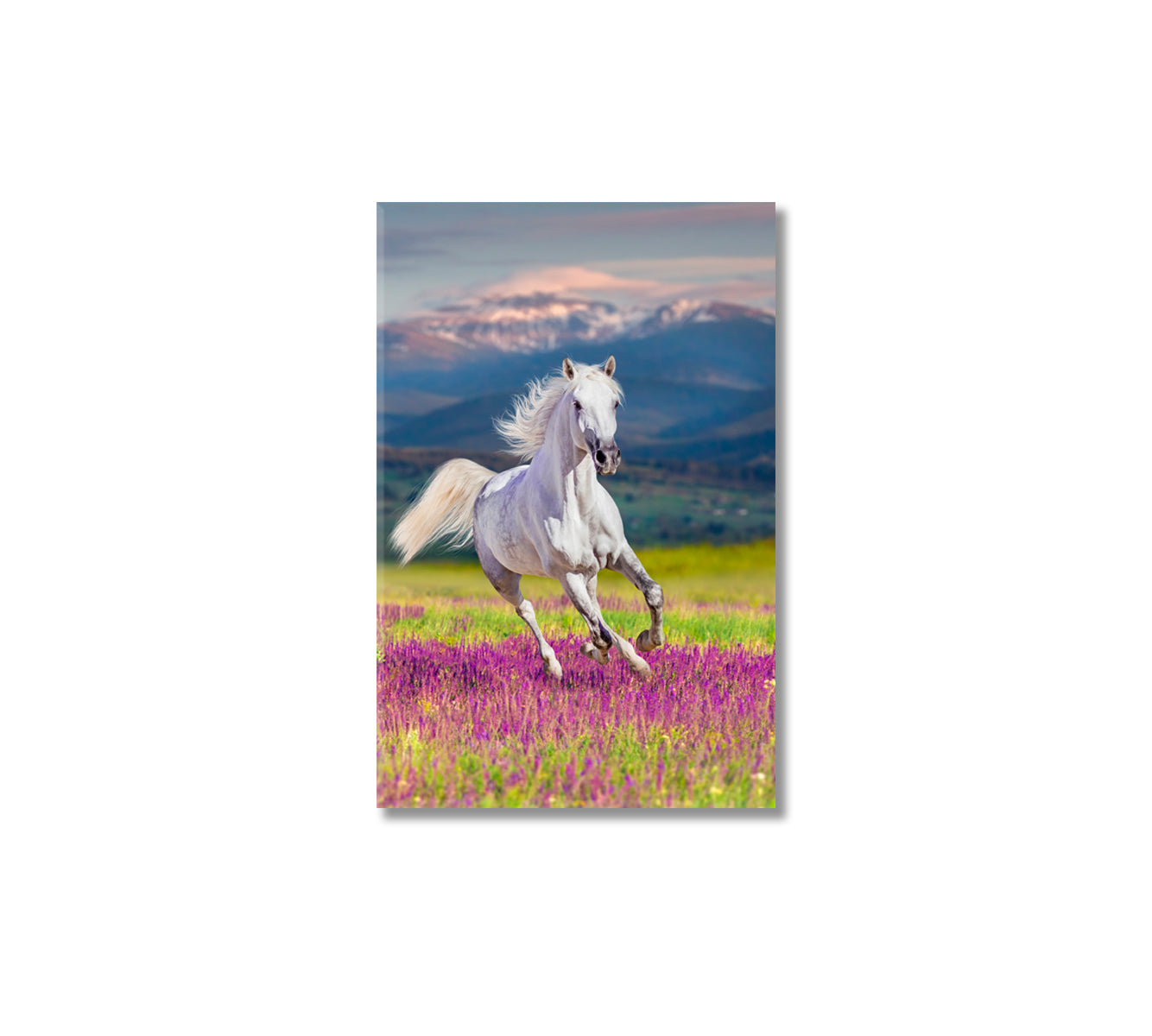 White Horse in Flower Glade Canvas Print-Canvas Print-CetArt-1 panel-16x24 inches-CetArt