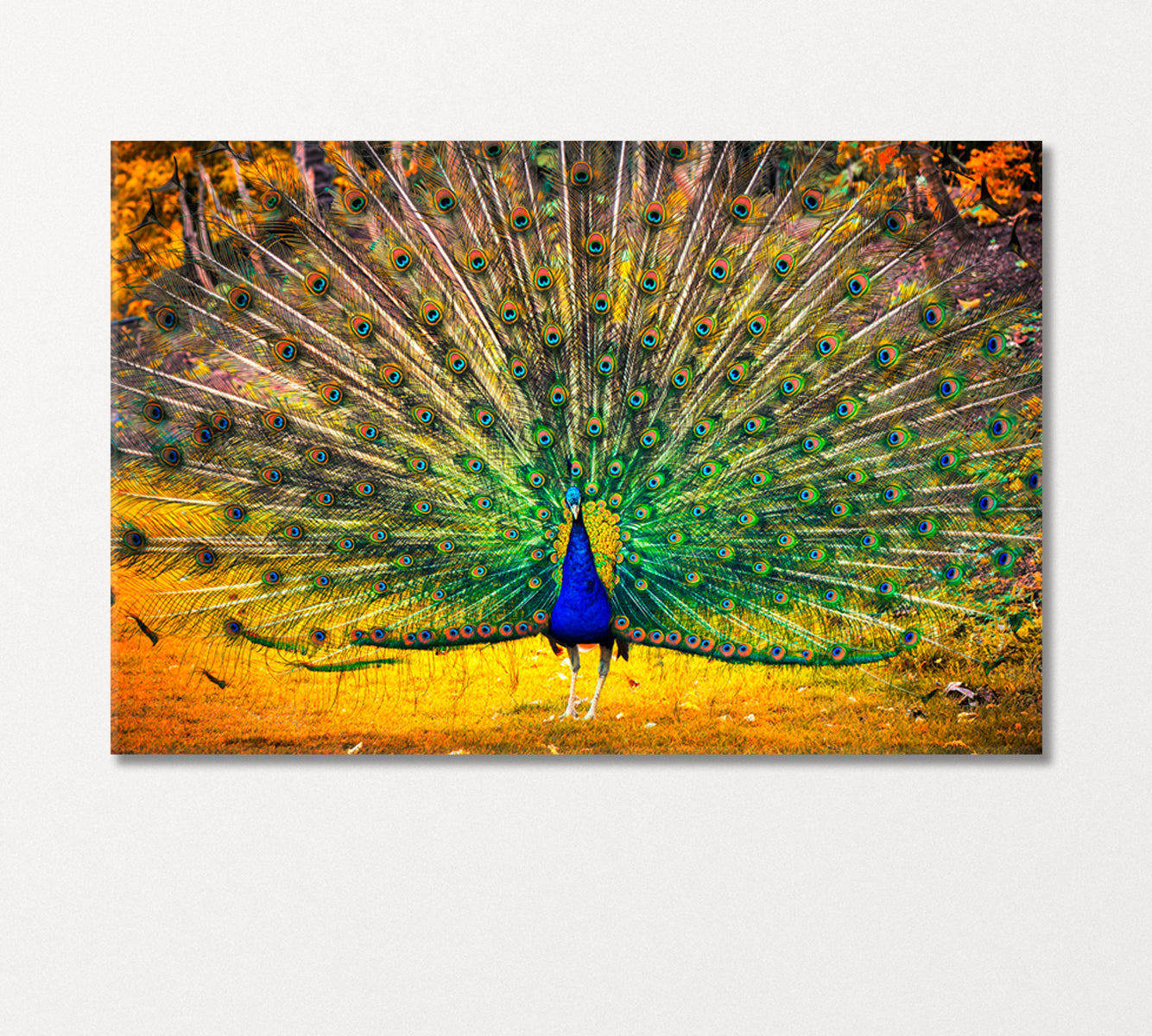 Blue Peacock with Open Tail Canvas Print-Canvas Print-CetArt-1 Panel-24x16 inches-CetArt