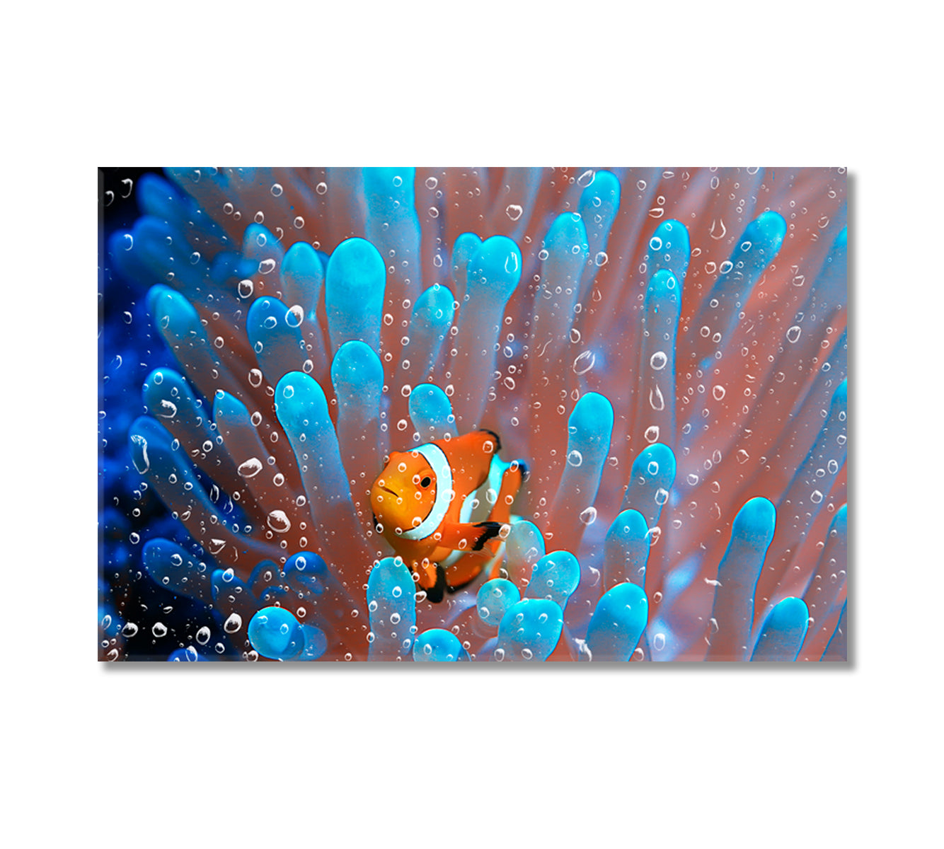 Coral Reef Underwater Clownfish in Anemone Canvas Print-Canvas Print-CetArt-1 Panel-24x16 inches-CetArt