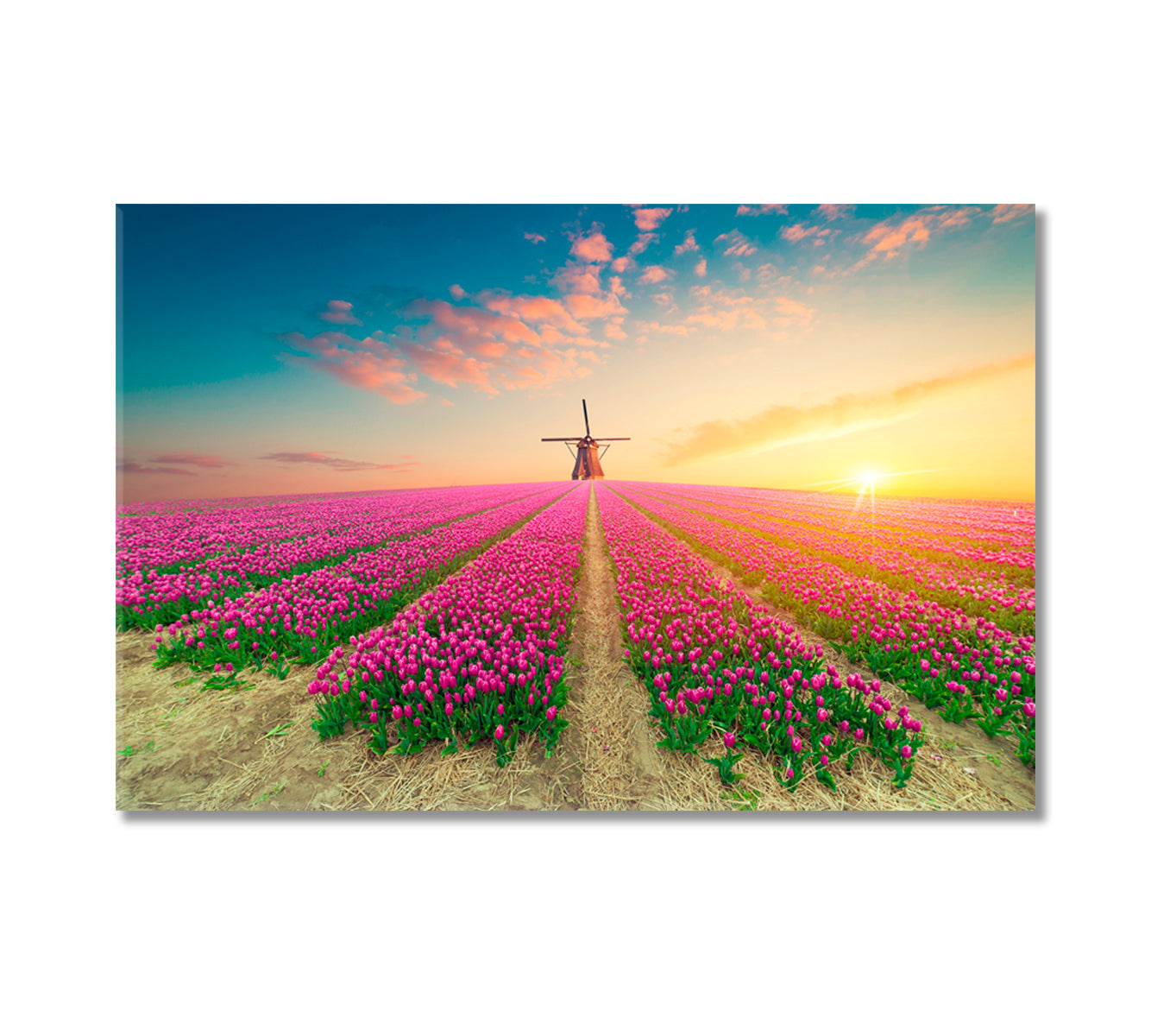 Windmill in Tulips Field Netherlands Canvas Print-Canvas Print-CetArt-1 Panel-24x16 inches-CetArt
