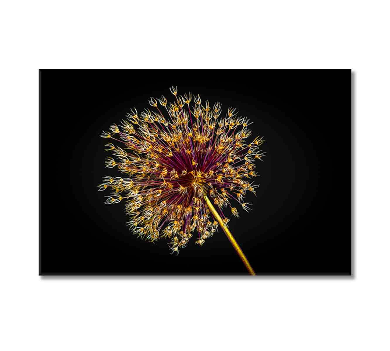 Dried Allium Flower Canvas Print-Canvas Print-CetArt-1 Panel-24x16 inches-CetArt