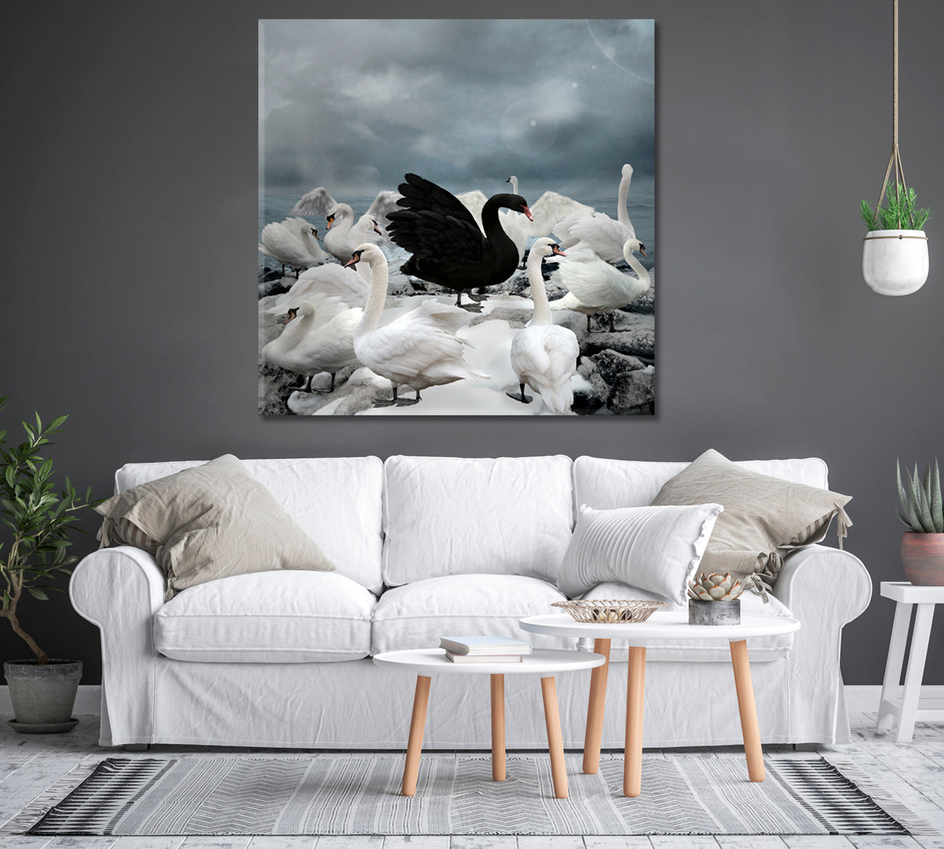Single Black Swan among White Swans Canvas Print-Canvas Print-CetArt-1 panel-12x12 inches-CetArt