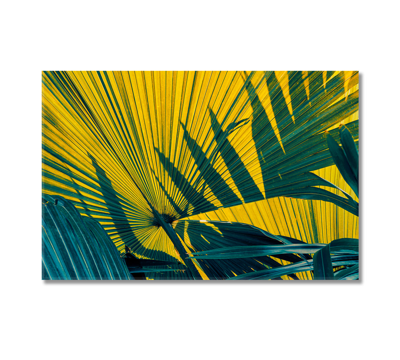 Natural Tropical Palm Leaf Canvas Print-Canvas Print-CetArt-1 Panel-24x16 inches-CetArt