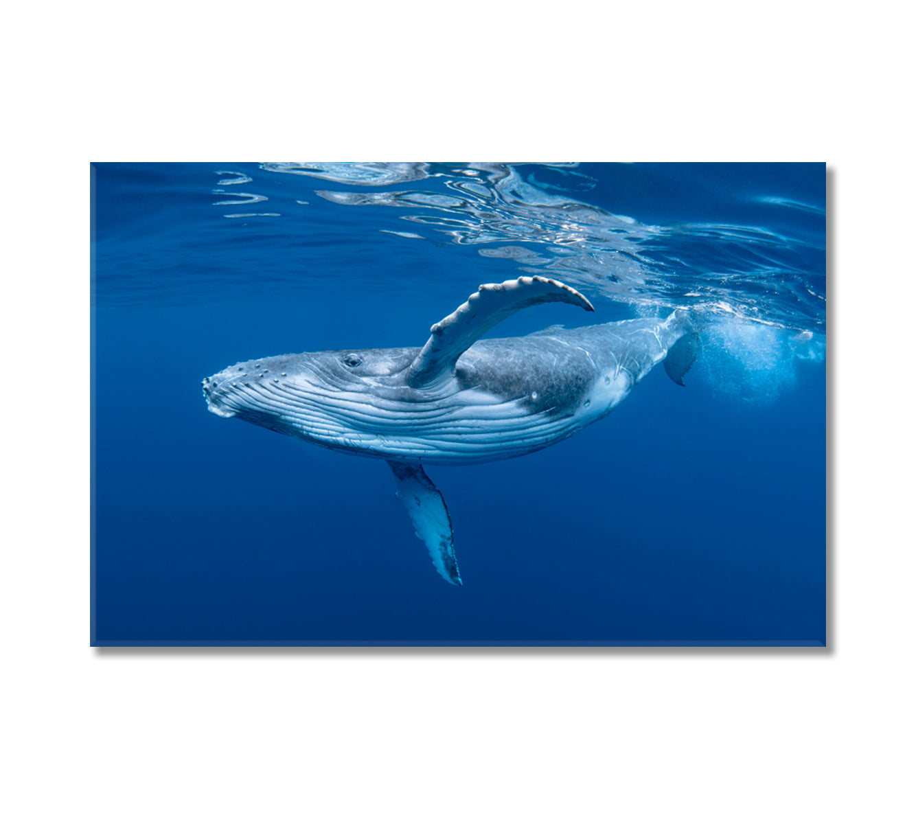 Humpback Whale Cub in Blue Water Canvas Print-Canvas Print-CetArt-1 Panel-24x16 inches-CetArt