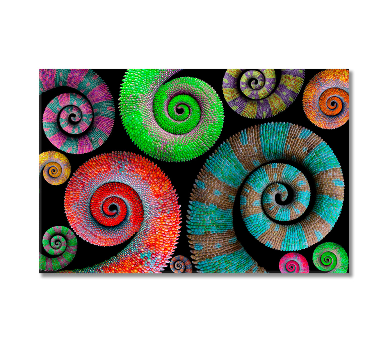 Colorful Chameleon Tails Canvas Print-Canvas Print-CetArt-1 Panel-24x16 inches-CetArt