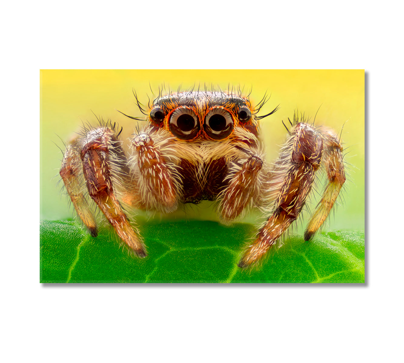 Huge Spider on a Leaf Canvas Print-Canvas Print-CetArt-1 Panel-24x16 inches-CetArt