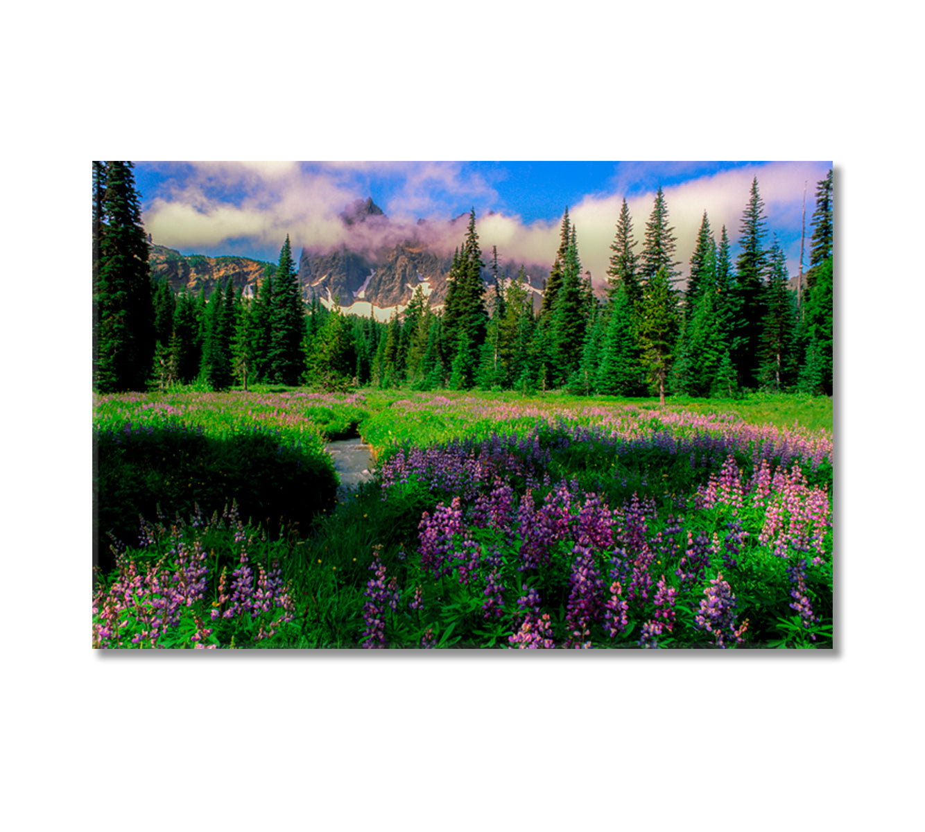 Canyon Creek Meadow and Three Fingered Jack Mountain Oregon Canvas Print-Canvas Print-CetArt-1 Panel-24x16 inches-CetArt
