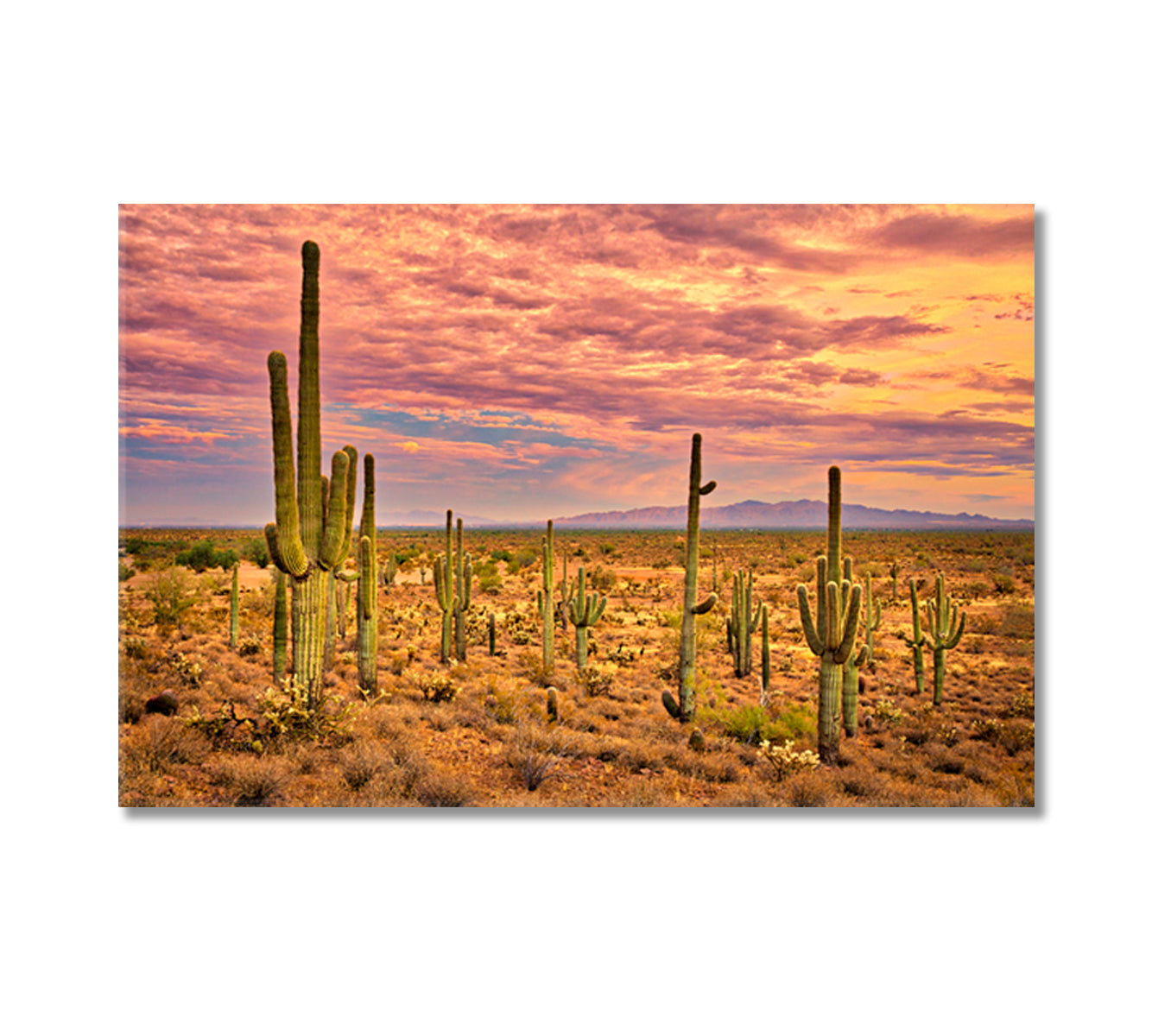 Sonoran Desert Mexico Canvas Print-Canvas Print-CetArt-1 Panel-24x16 inches-CetArt