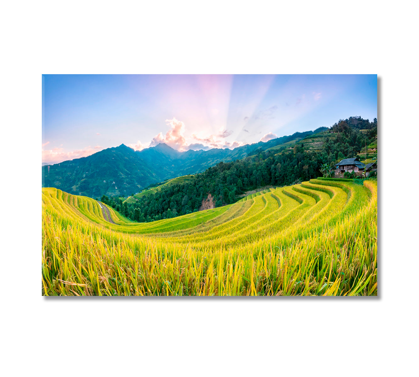 Rice Fields Hoang Su Phi Country North Vietnam Canvas Print-Canvas Print-CetArt-1 Panel-24x16 inches-CetArt