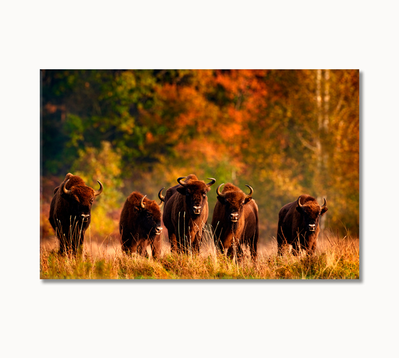 Bison Herd in the Autumn Forest Canvas Print-Canvas Print-CetArt-1 Panel-24x16 inches-CetArt