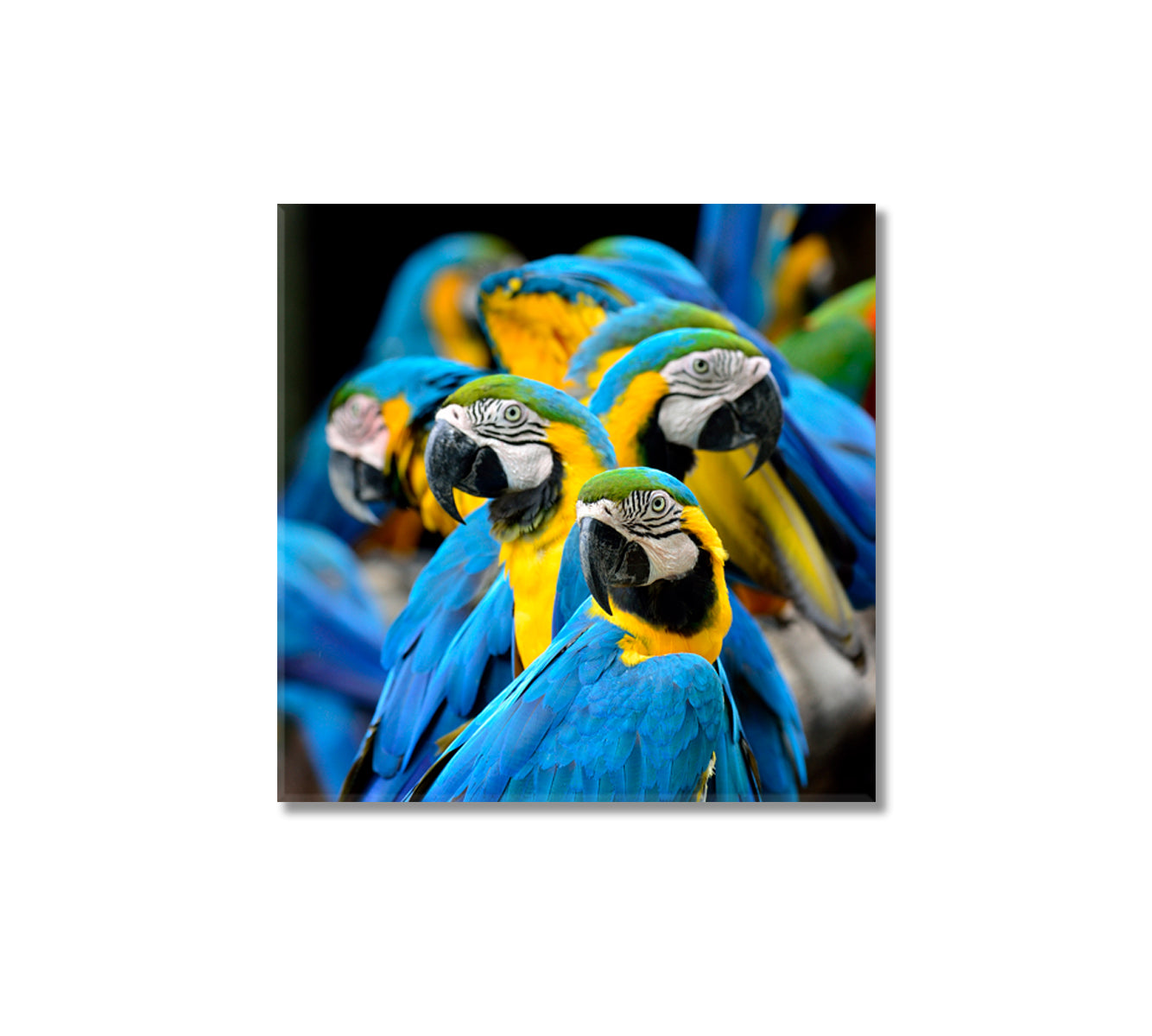 Blue and Gold Macaw Parrot Canvas Print-Canvas Print-CetArt-1 panel-12x12 inches-CetArt