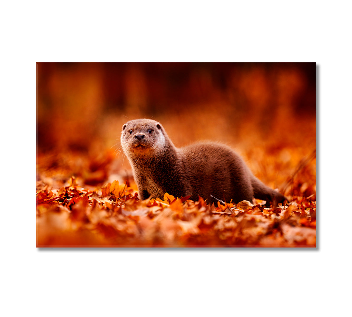 Eurasian Otter in Autumn Leaves Canvas Print-Canvas Print-CetArt-1 Panel-24x16 inches-CetArt