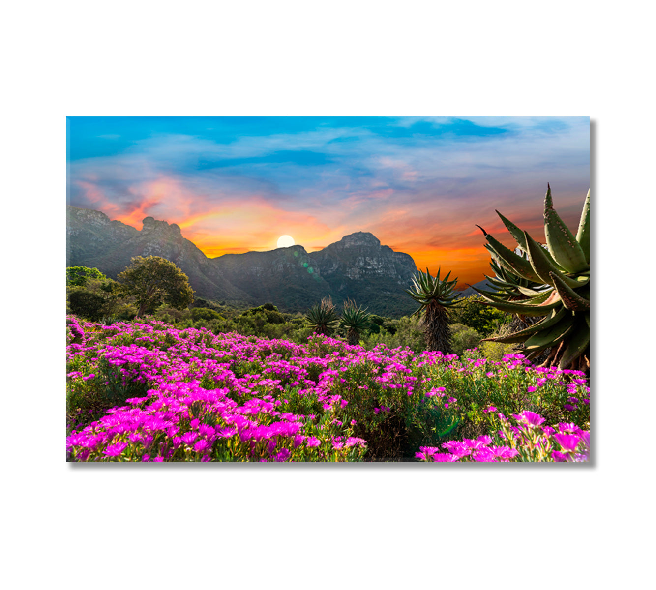 Kirstenbosch National Botanical Garden Cape Town South Africa Canvas Print-Canvas Print-CetArt-1 Panel-24x16 inches-CetArt