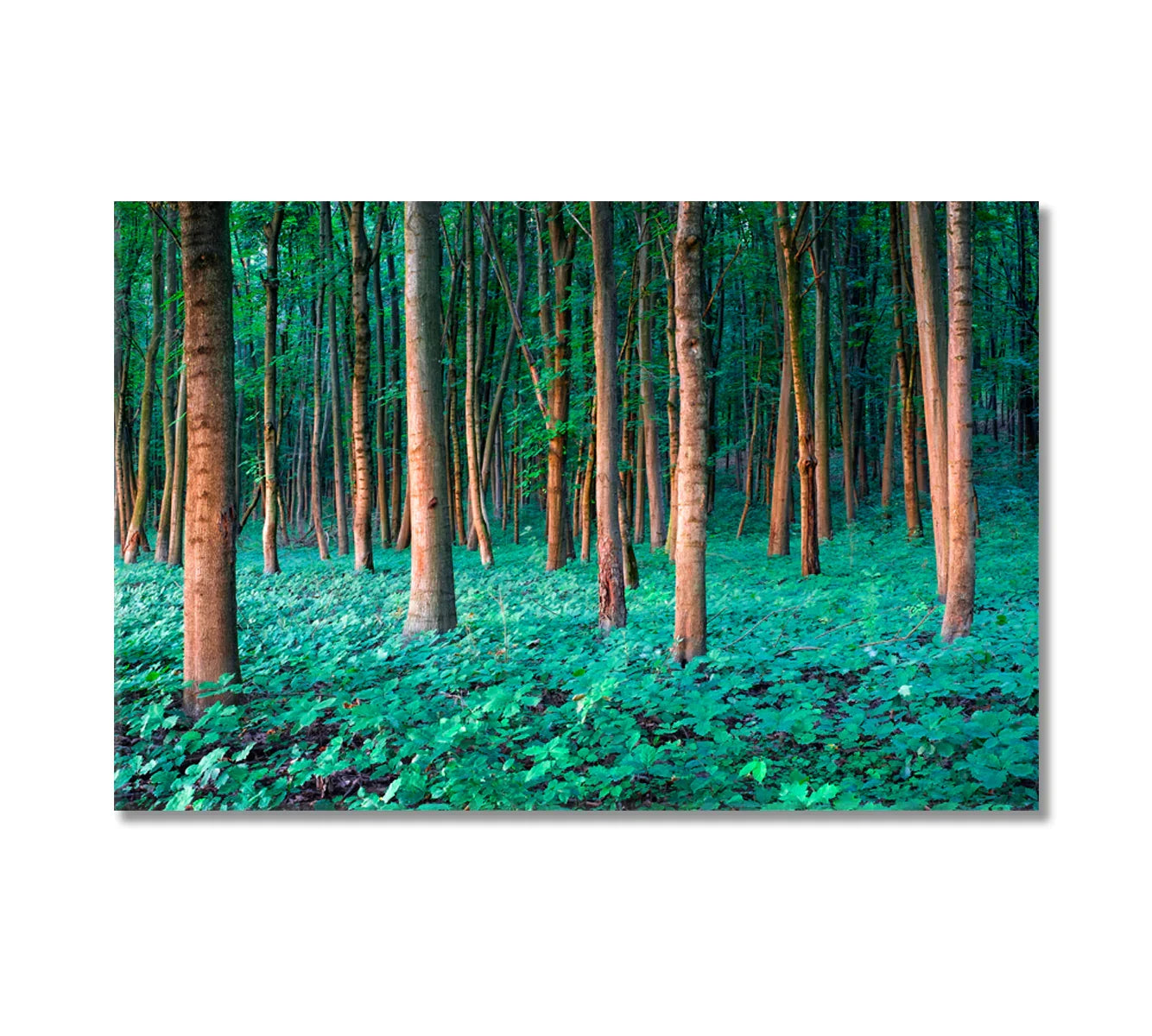 Oak Forest canvas print—close view of sunlit trunks and lush green understory