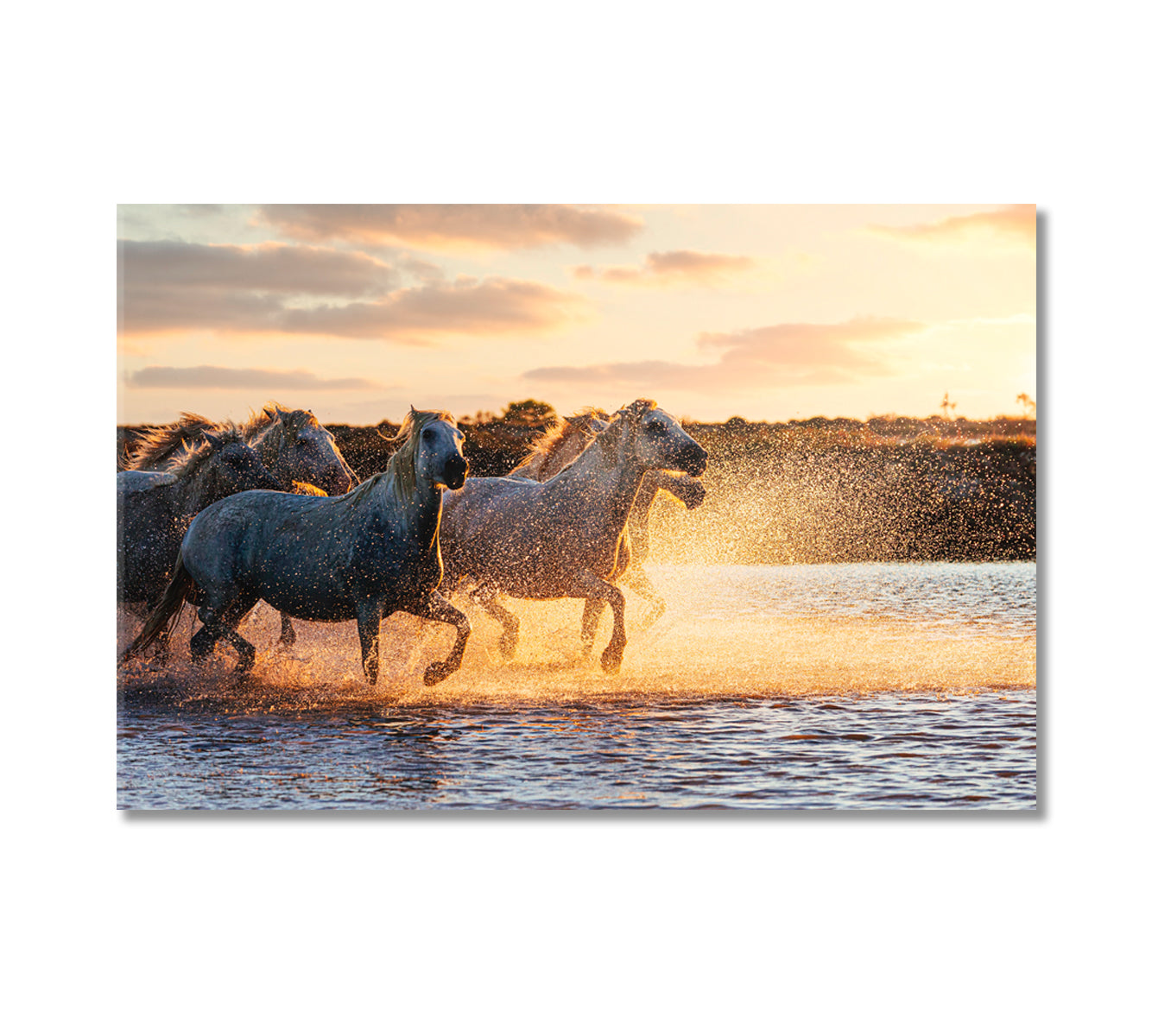 Wild White Horses of Camargue Running on Water Canvas Print-Canvas Print-CetArt-1 Panel-24x16 inches-CetArt