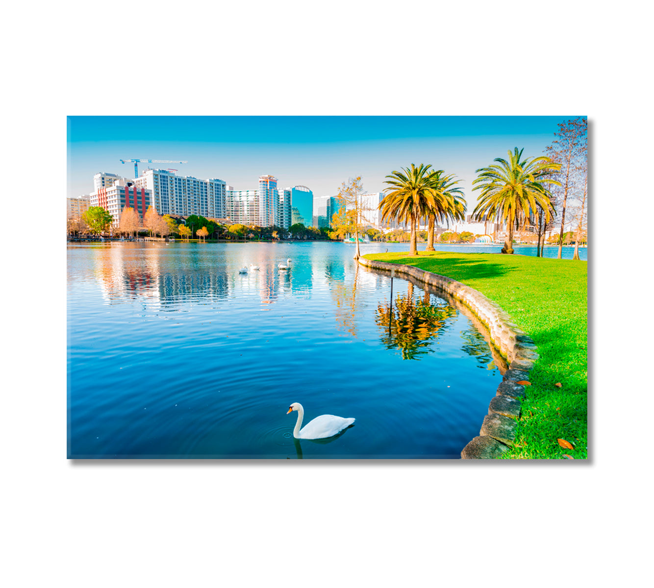 White Swans in Lake Eola Orlando USA Canvas Print-Canvas Print-CetArt-1 Panel-24x16 inches-CetArt