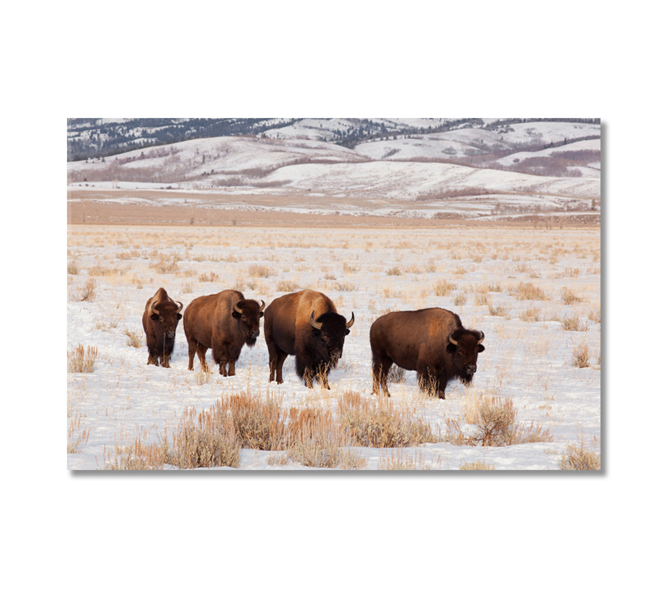 Bison Herd In Winter Canvas Print-Canvas Print-CetArt-1 Panel-24x16 inches-CetArt