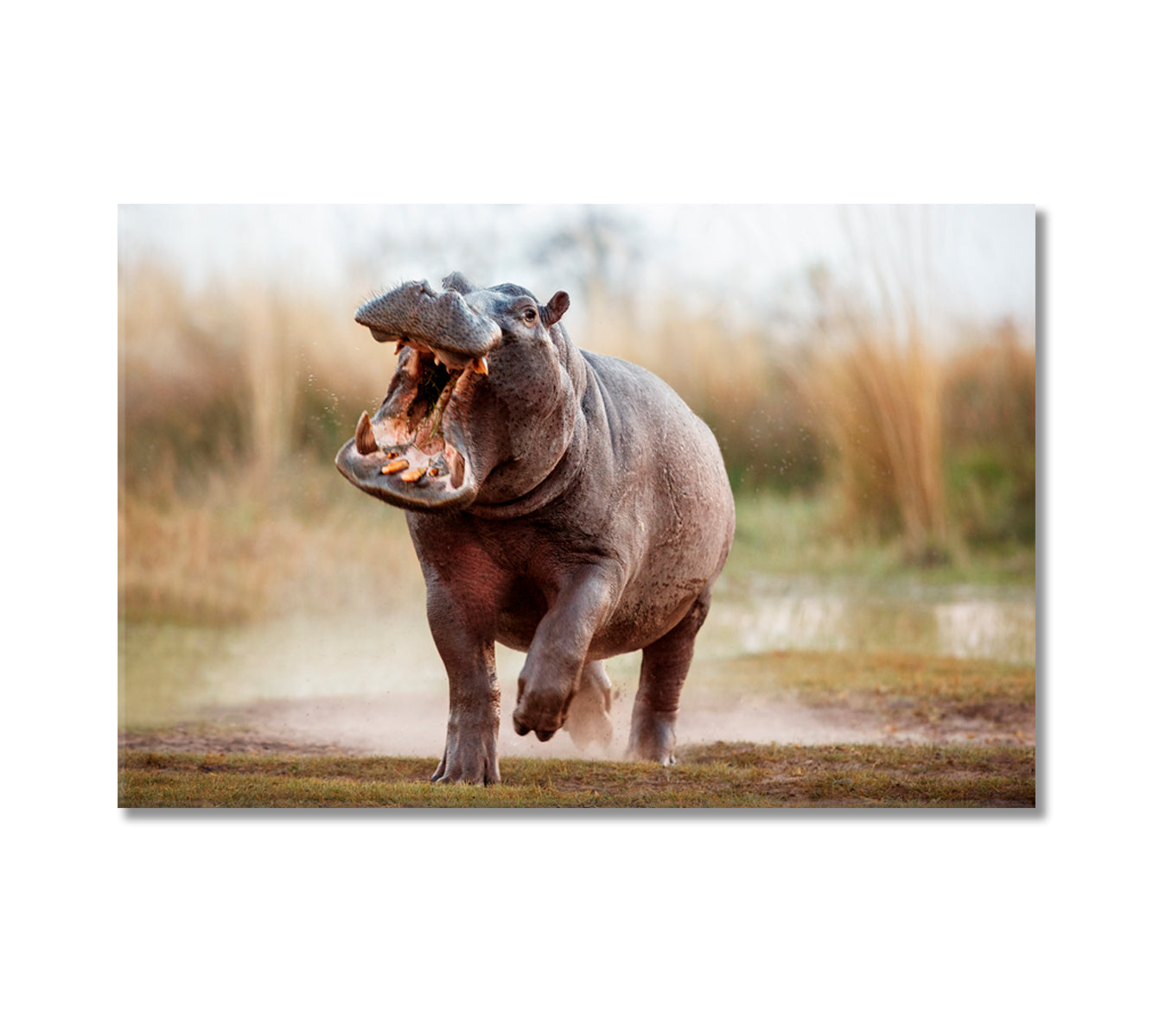 Wild Aggressive Hippopotamus Africa Canvas Print-Canvas Print-CetArt-1 Panel-24x16 inches-CetArt