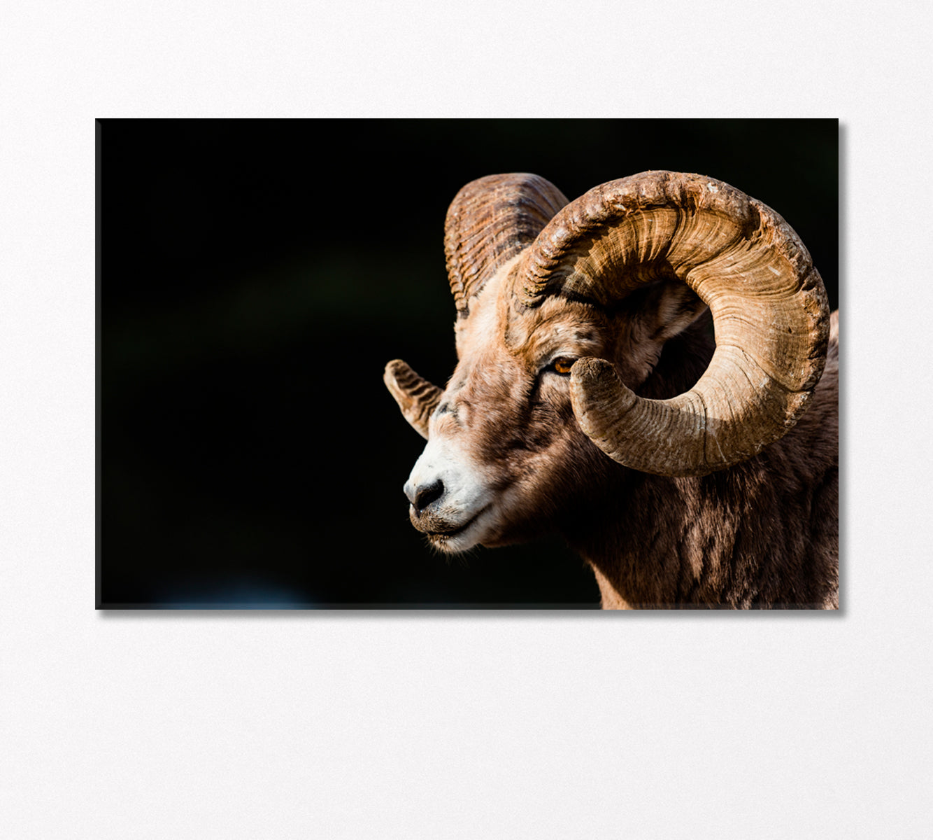 Bighorn Sheep Canvas Print-Canvas Print-CetArt-1 Panel-24x16 inches-CetArt