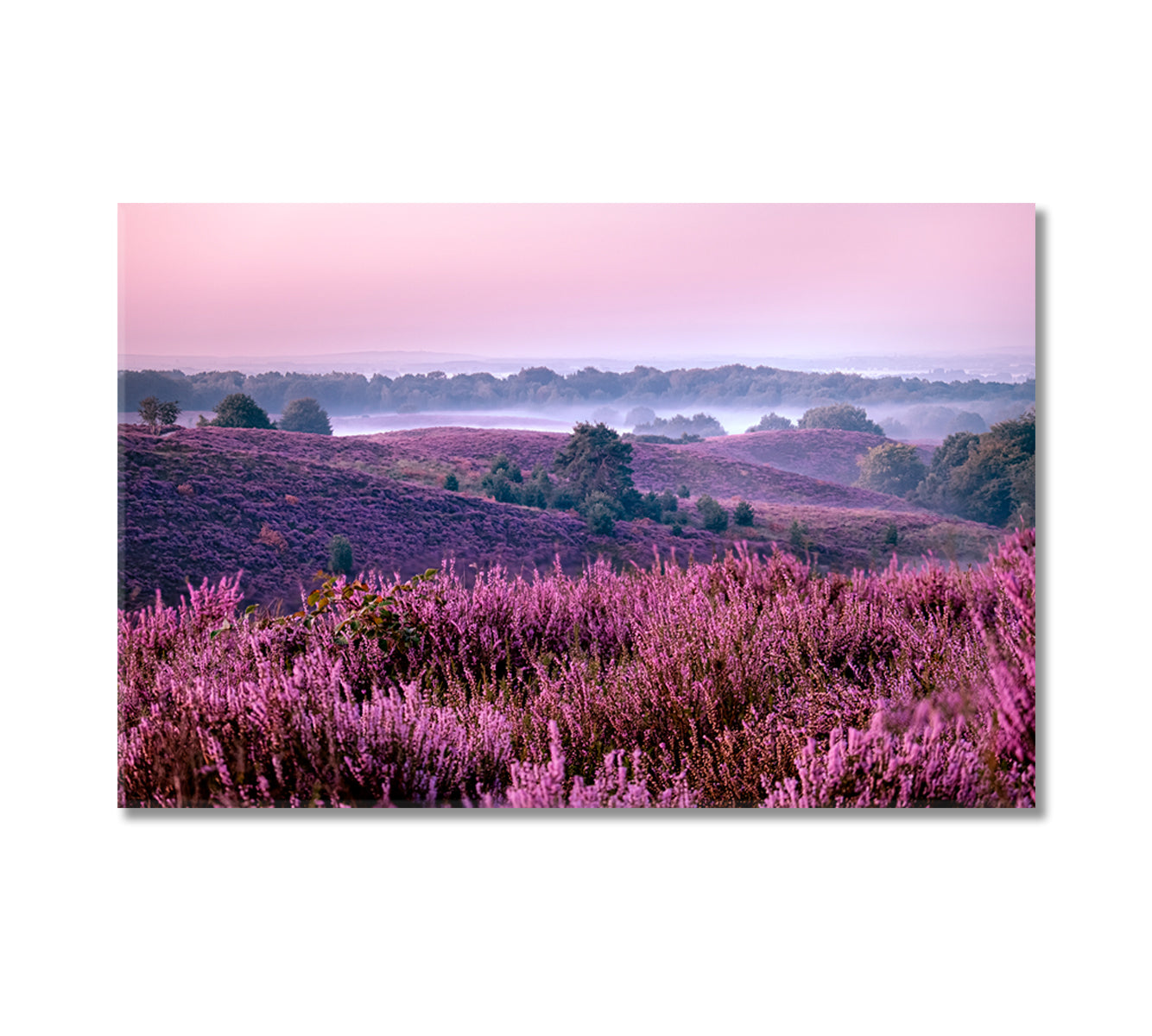 Blooming Heather Fields in Posbank National Park Canvas Print-Canvas Print-CetArt-1 Panel-24x16 inches-CetArt