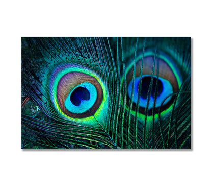 Peacock Feathers Indian Peafowl Canvas Print-Canvas Print-CetArt-1 Panel-24x16 inches-CetArt