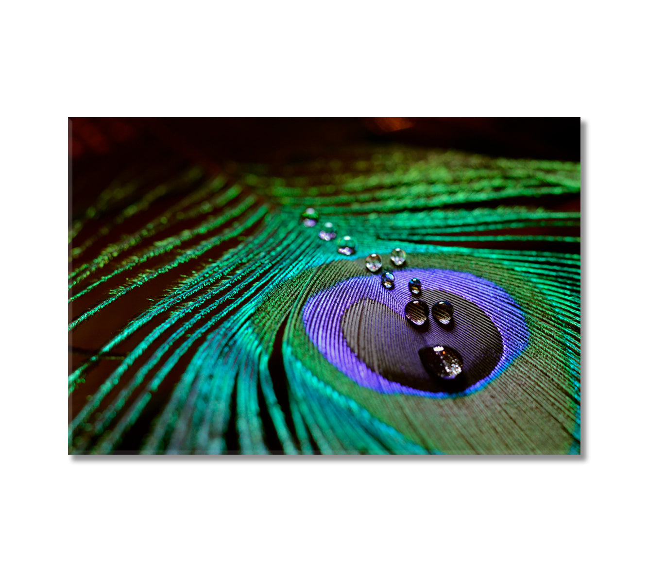 Peacock Feather with Drops of Water Canvas Print-Canvas Print-CetArt-1 Panel-24x16 inches-CetArt