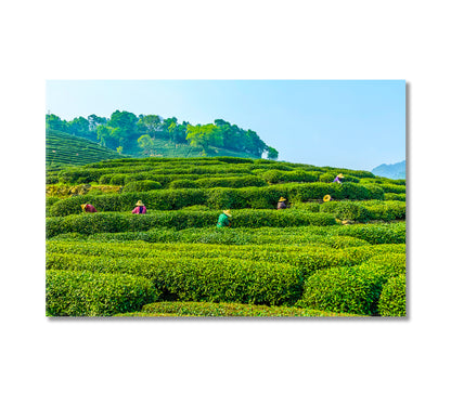 Tea Plantation in West Lake Longjing Hangzhou Canvas Print-Canvas Print-CetArt-1 Panel-24x16 inches-CetArt