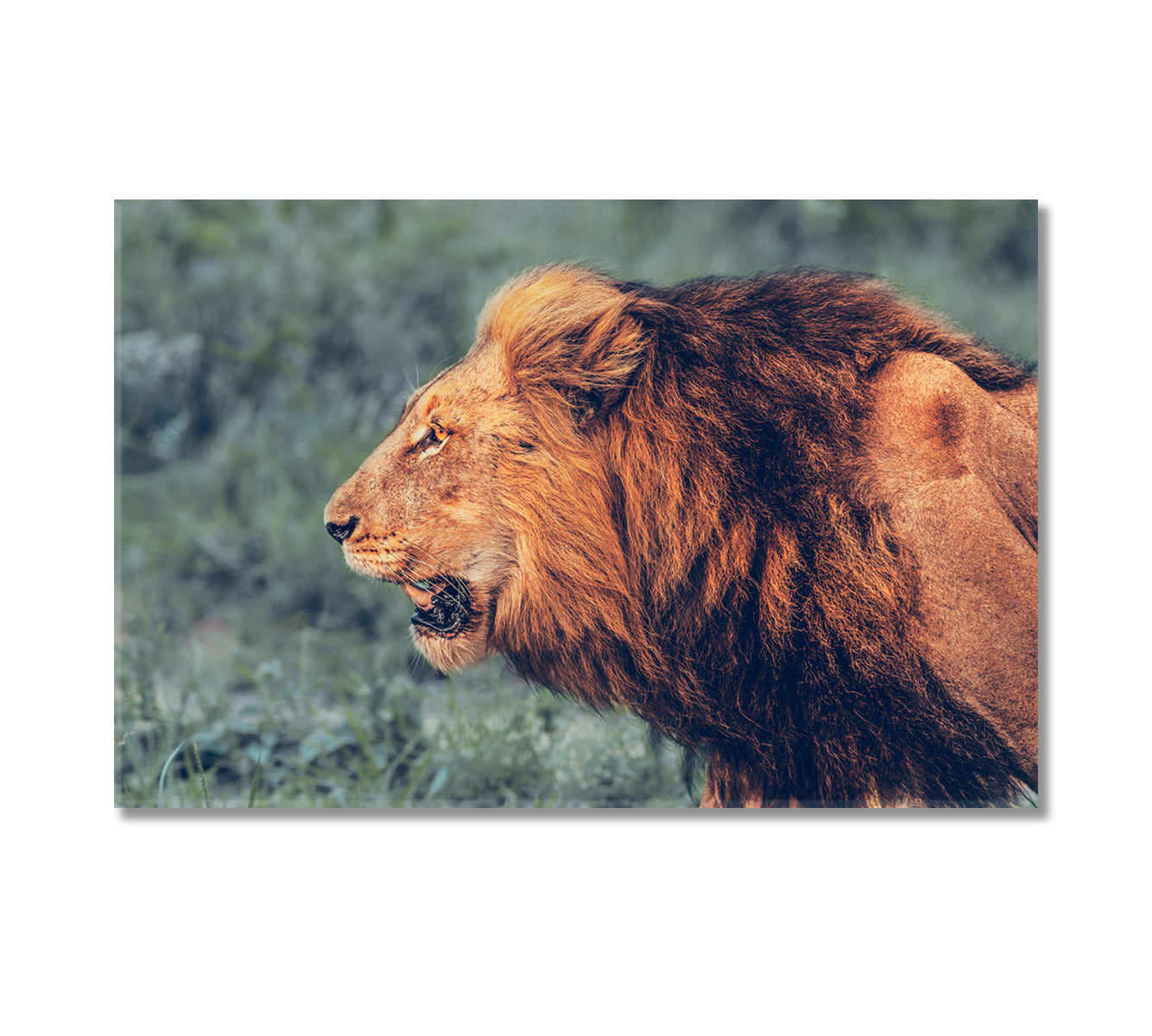 Wild Roaring Lion Canvas Print-Canvas Print-CetArt-1 Panel-24x16 inches-CetArt