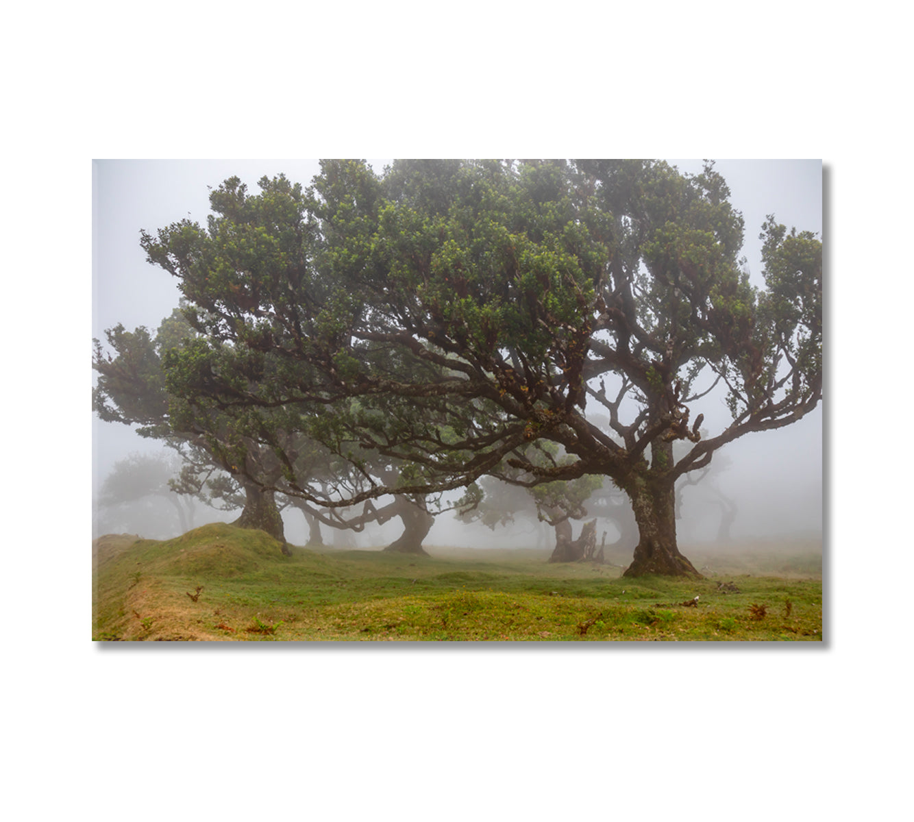 Beautiful Trees in Fog Canvas Print-Canvas Print-CetArt-1 Panel-24x16 inches-CetArt