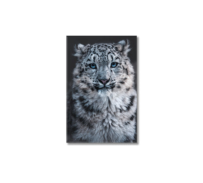 Snow Leopard Canvas Print-Canvas Print-CetArt-1 panel-16x24 inches-CetArt