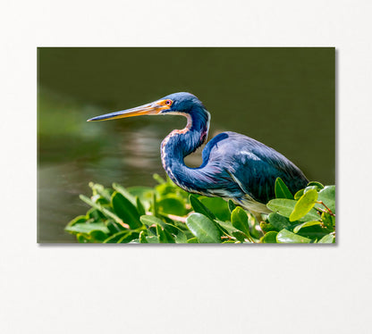 Tricolored Heron Canvas Print-Canvas Print-CetArt-1 Panel-24x16 inches-CetArt