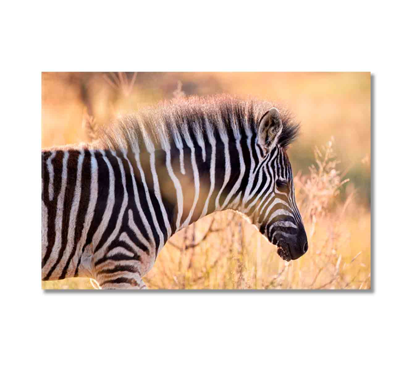 Hartmann's Mountain Zebra Canvas Print-Canvas Print-CetArt-1 Panel-24x16 inches-CetArt