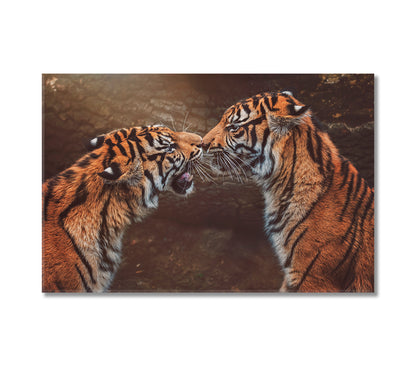 Two Sumatran Tiger Canvas Print-Canvas Print-CetArt-1 Panel-24x16 inches-CetArt