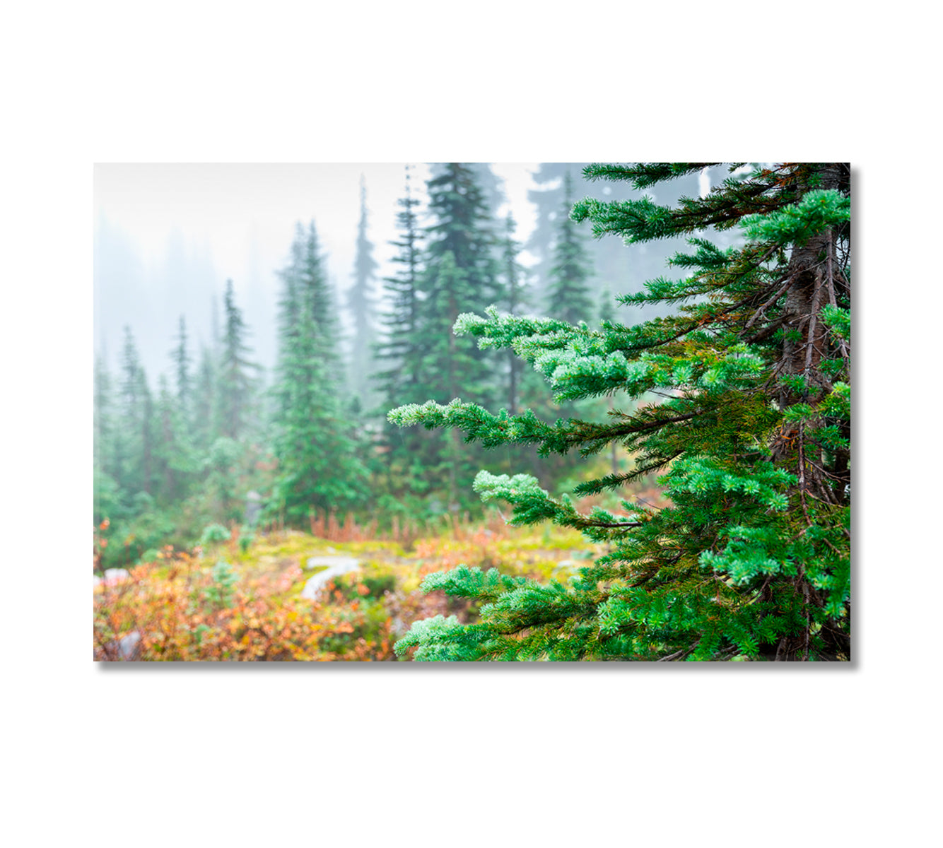 Green Pine Forest in Winter Canvas Print-Canvas Print-CetArt-1 Panel-24x16 inches-CetArt
