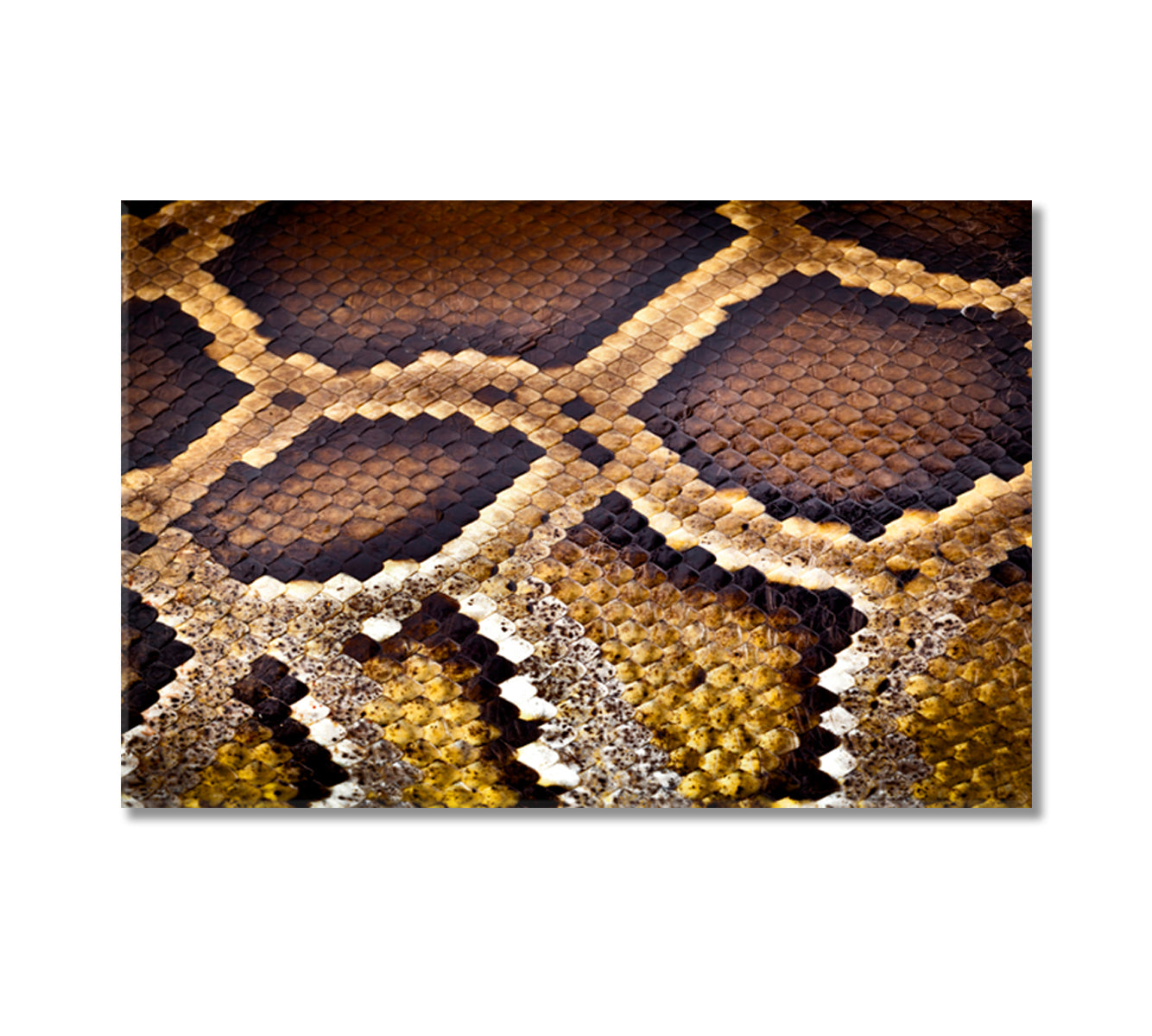 Python Snake Canvas Print-Canvas Print-CetArt-1 Panel-24x16 inches-CetArt