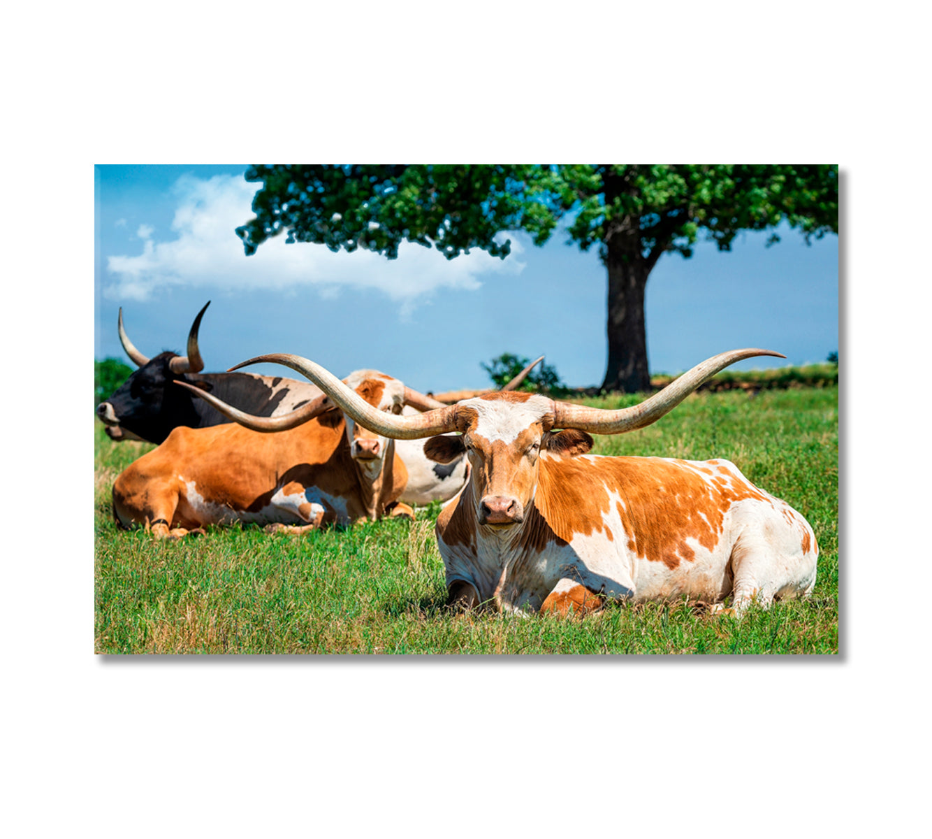 Texas Longhorn Cattle Canvas Print-Canvas Print-CetArt-1 Panel-24x16 inches-CetArt